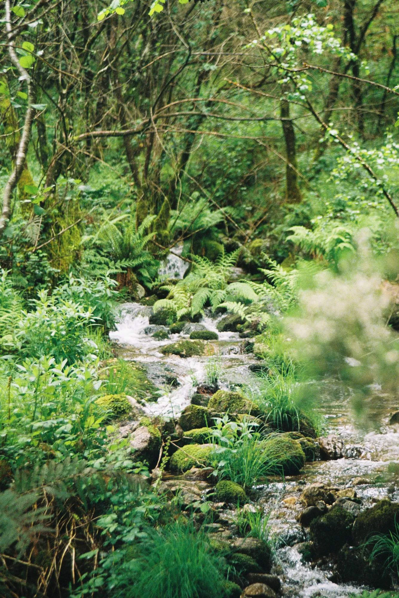 Atmosferas — fotografía analóxica 5