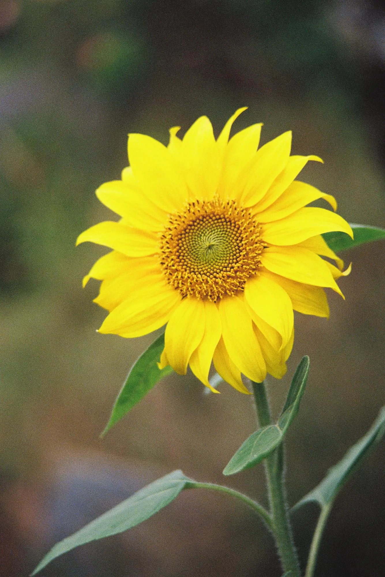 Detalle — fotografía analóxica 5