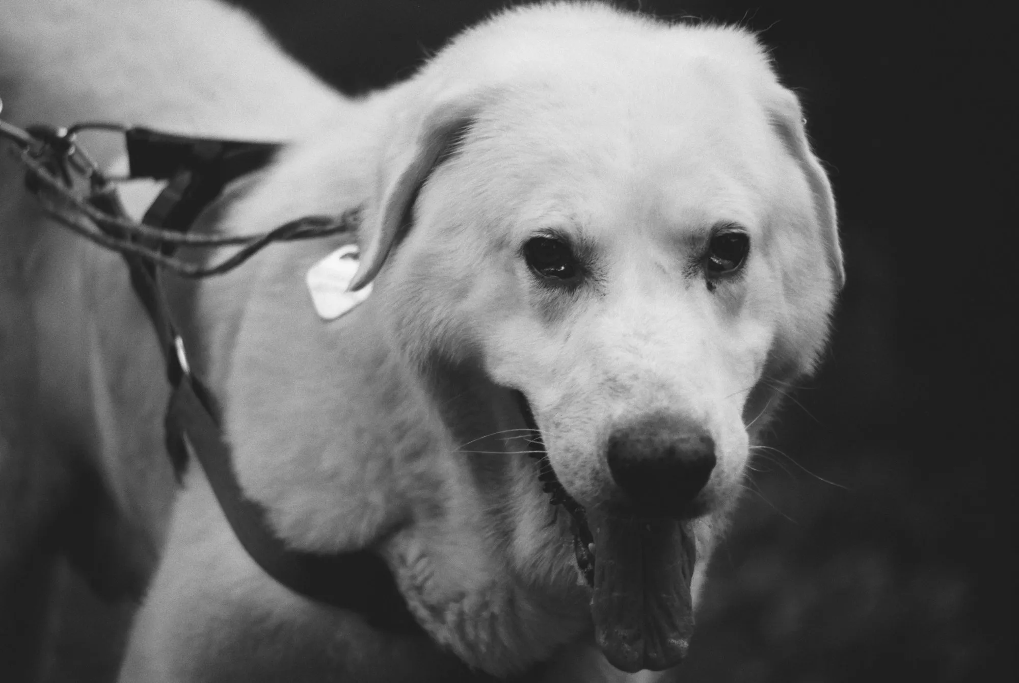 Fauna — fotografía analóxica 3