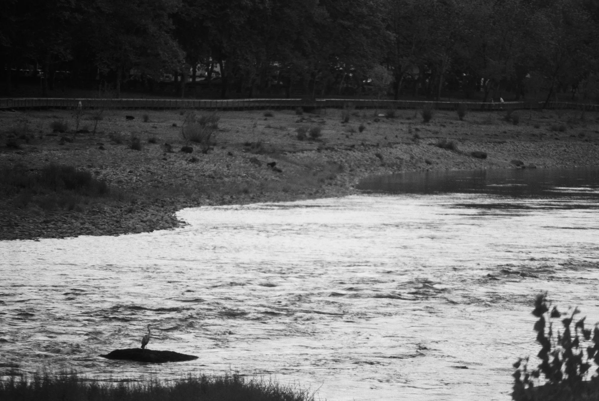 Fauna — fotografía analóxica 6