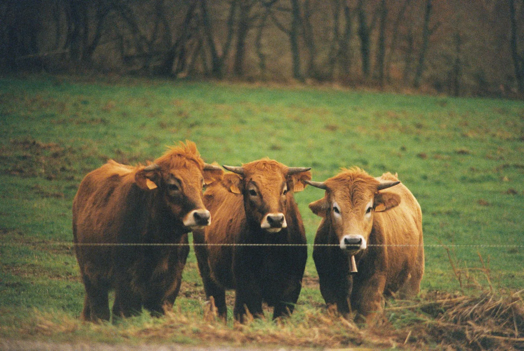 Fauna — fotografía analóxica 9