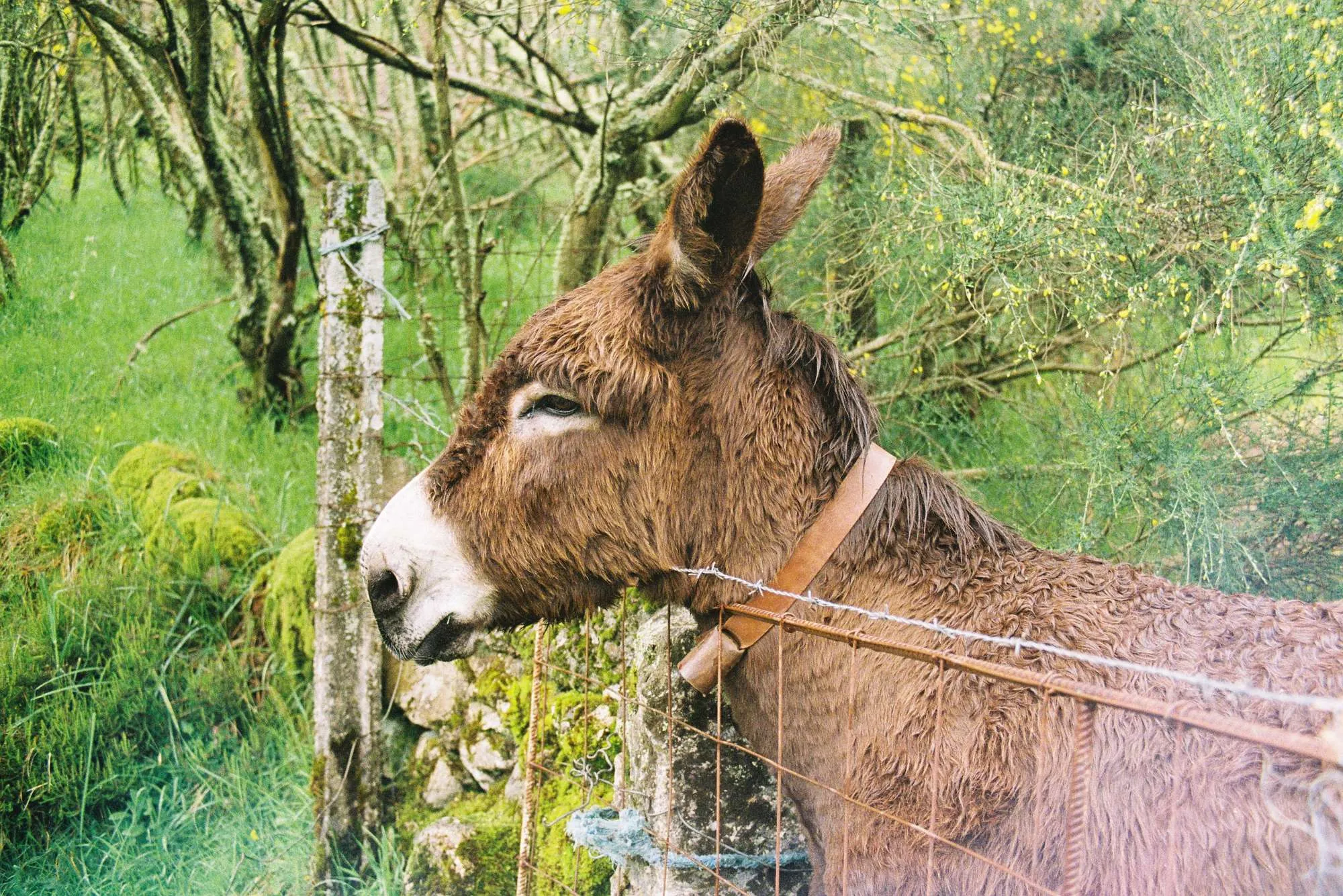Fauna — fotografía analóxica 10
