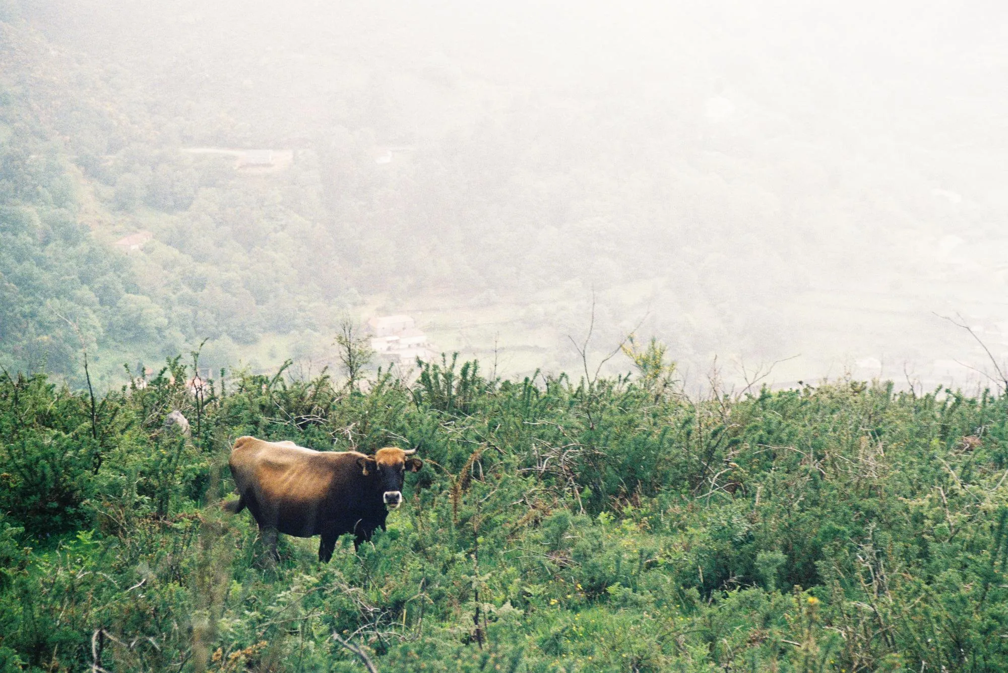 Fauna — fotografía analóxica 11