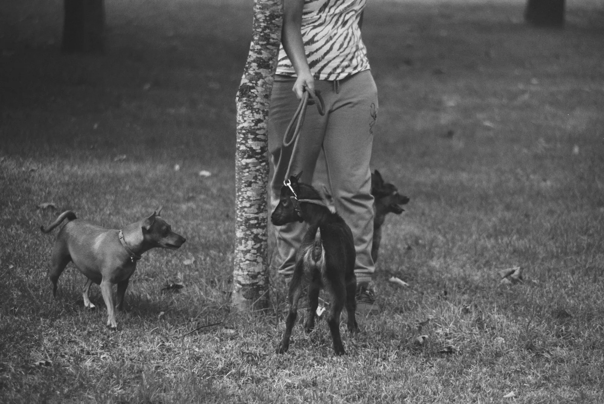 Fauna — fotografía analóxica 13
