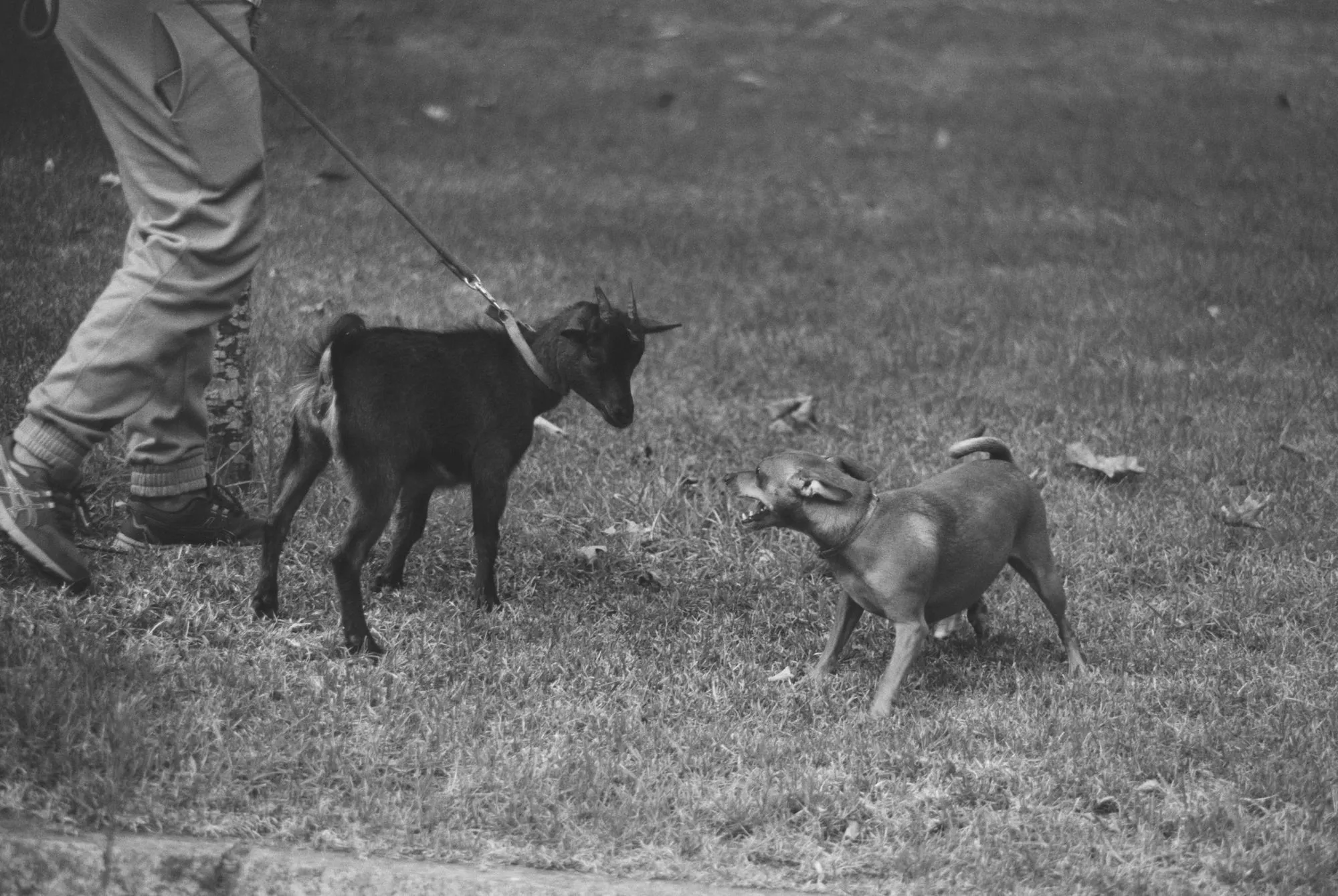 Fauna — fotografía analóxica 14