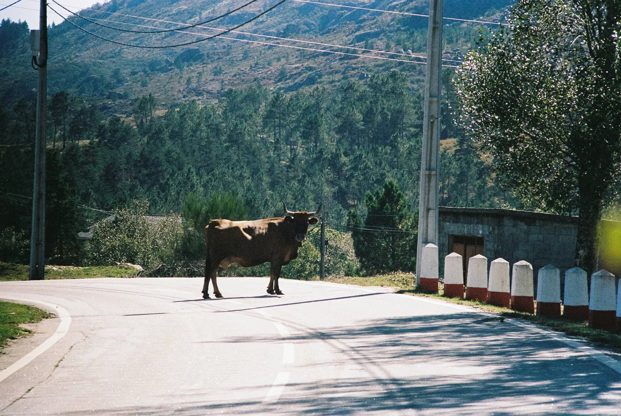 Fauna — fotografía analóxica 15