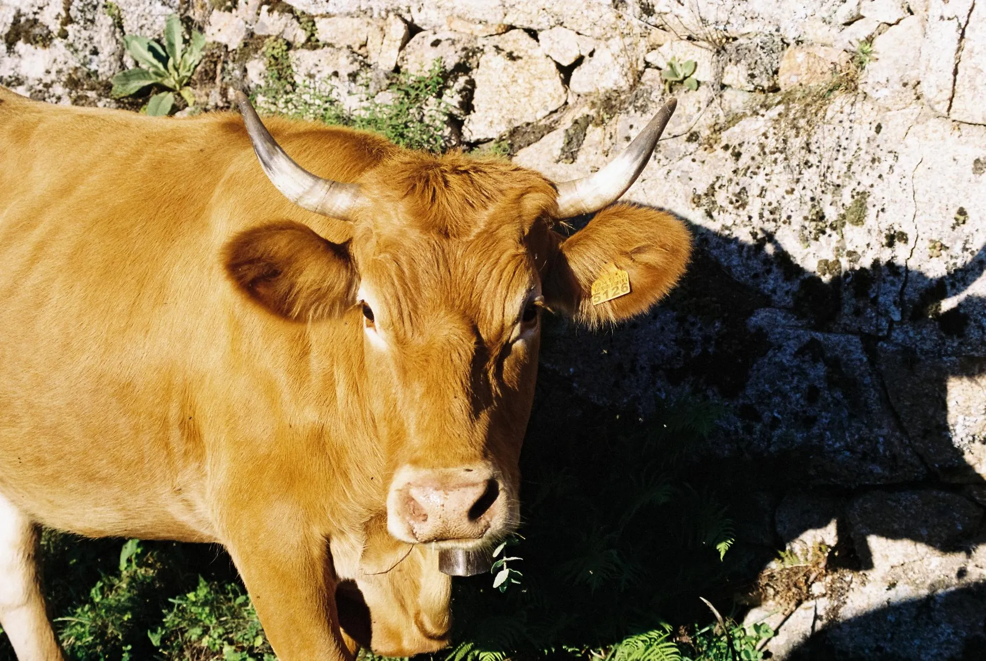 Fauna — fotografía analóxica 19