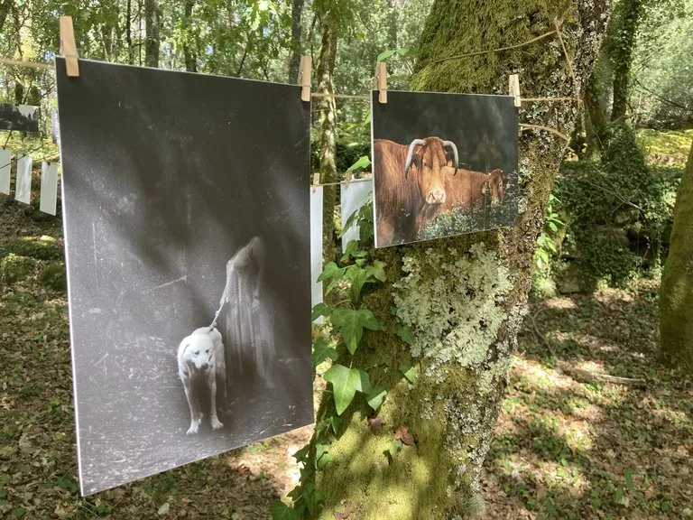 Proceso — fotografía analóxica 11